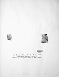 Triblidium elatinum image